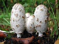 Bild Nr. wandern1125.jpg